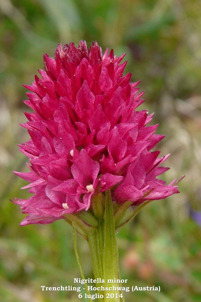 Le Nigritella endemiche delle Alpi austriache  luglio 2014